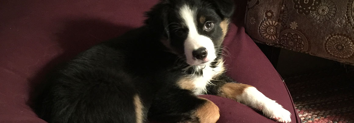 Austrailian Shepherd